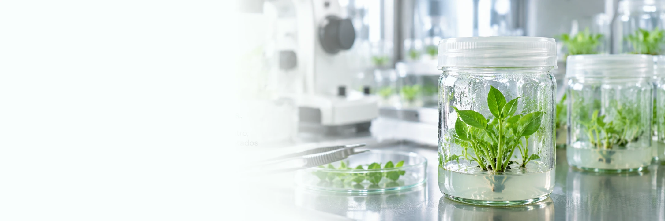 Cultivo vegetal in vitro en un entorno de investigación