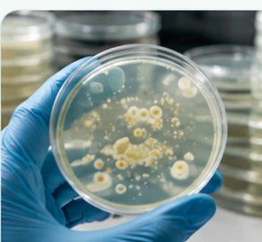 Caja de Petri con colonias microbianas